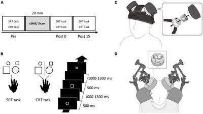 Effect of transcranial static magnetic stimulation over unilateral or bilateral motor association cortex on performance of simple and choice reaction time tasks
